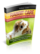 RabbitCare.png